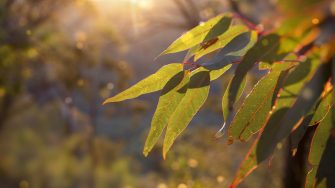 Afternoon in the Australian Bush. Sunlight glowing golden on a eucalyptus sapling.