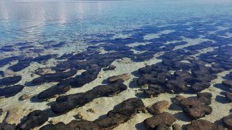 Stromatolites