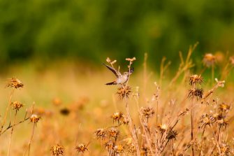 Chestnut-crowned Babbler project