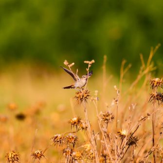 Bird in a field