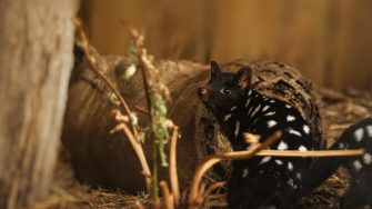 Eastern quoll