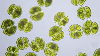 Photomicrograph of algae