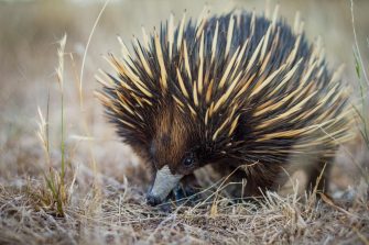 Behavioural ecology of the short-beaked echidna in the arid zone of Fowlers Gap