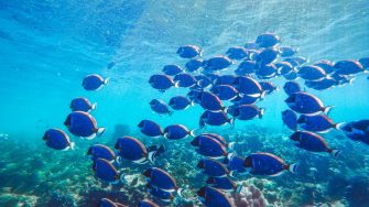 School of blue fish in the ocean