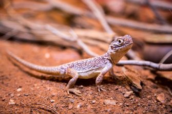 Cognition in Australian skinks