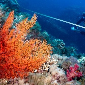 Scuba diver taking measurements of a coral reef (cropped)