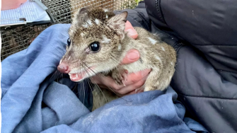 Western Quolls 
