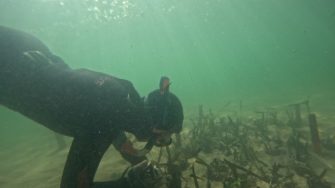 Snorkelling amongst seagrass.