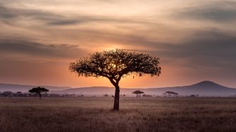 Tree at sunset grassy plains
