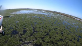 Coastal wetland