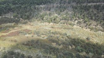 dry river bed, vegetation growing