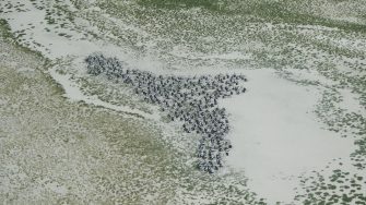 Colony of pelicans in a shallow inland lake
