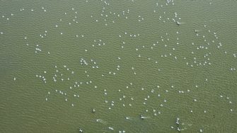 Pelicans on water surface