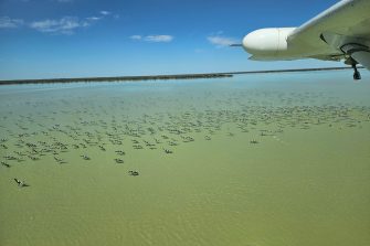 Outback lake and flock of pelicans