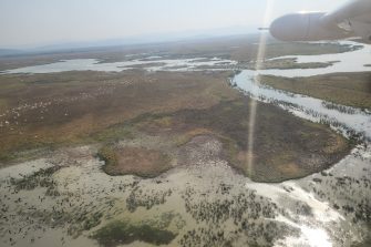Magpie geese on the Styzx River floodplain, aerial survey 2025