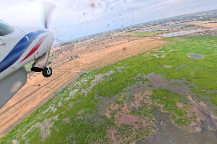 Fivebough Wetland, aerial waterbird survey, 2025