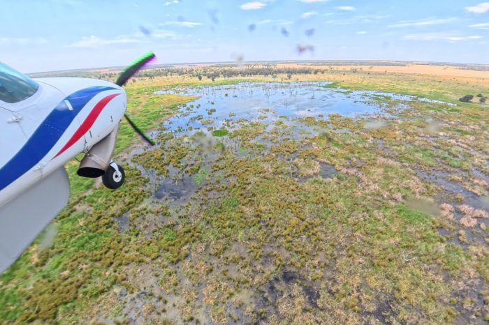 Gingham Watercourse, Gwydir River, aerial waterbird survey, 2025
