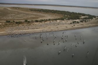 Lake Wyara aerial waterbird survey, 2025