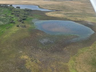 Black Swans scattered across one of small wetlands, next to Lake Alexandrina, aerial waterbird survey 2025