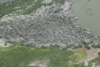 Lake Alexandrina, Straw-necked Ibis and Pied Cormorant rookery, aerial waterbird survey, 2025