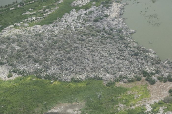 Lake Alexandrina, Straw-necked Ibis and Pied Cormorant rookery, aerial waterbird survey, 2025