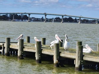 Hindmarsh Island Bridge from the water, aerial waterbird survey, 2025