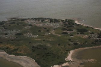 Pelican Island, Coorong, aerial waterbird survey, 2025