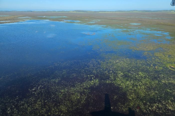 Lake Hawdon, aerial waterbird survey, 2025