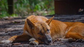 Dingo lying down