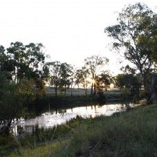 platypus habitat creek