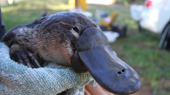 A platypus being held in a towel