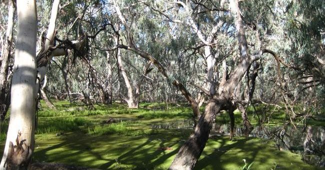 Terrestrial ecosystems | Centre for Ecosystem Science - UNSW Sydney