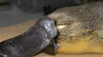 platypus