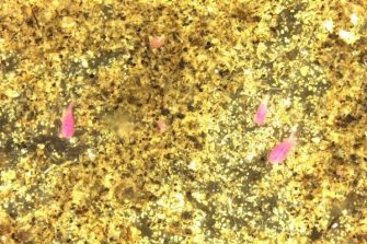 pink organisms in water with golden background