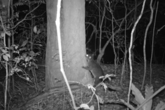 marsupial at base of tree in black and white