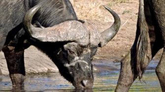 water buffalo drinking water