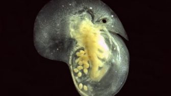 Daphnia cephalata