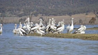 Lake Brewster pelicans