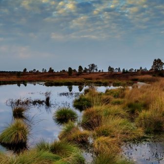 Wetland panorama