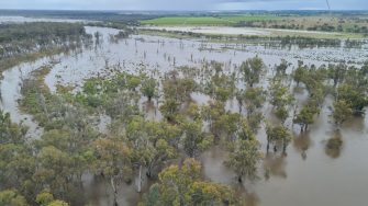 Aerial photo of inundated floodplain, spreading through trees and over cleared land.  Sky is grey with clouds.