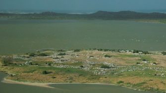 Aerial photo of many tiny white specs, that are actually pelicans nesting) on an island in a coastal lake with the ocean in the back ground behind the elevated edge of the lake. 