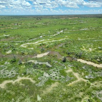 Aerial photo of inland water channels and surrounding wetland covered in bright green vegetation over sandy soil that is contrasting to the  darker non-wetland desert closer to the horizon. 