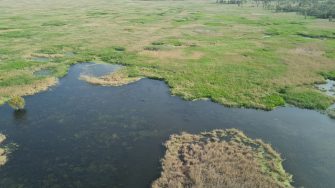 Aerial photo of flooded wetland with green vegetation growing through the water. There is a channel with no vegetation above it but you can see the vegetation below the surface