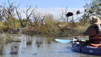 Researcher floating in a kayak on a wetland looking at Straw Necked Ibis in vegetation