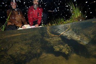 UNSW platypus rewilding research program.