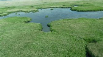 wetland and vegetation