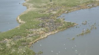  Straw-necked Ibis, Lake Alexandrina