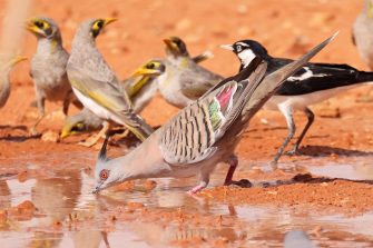 Crested Pigeon drinking at desert waterholw, Eastern Minors and Magpie Lark in background
