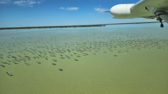 Outback lake and flock of pelicans