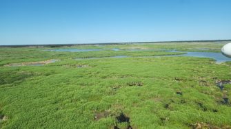 Wetlands